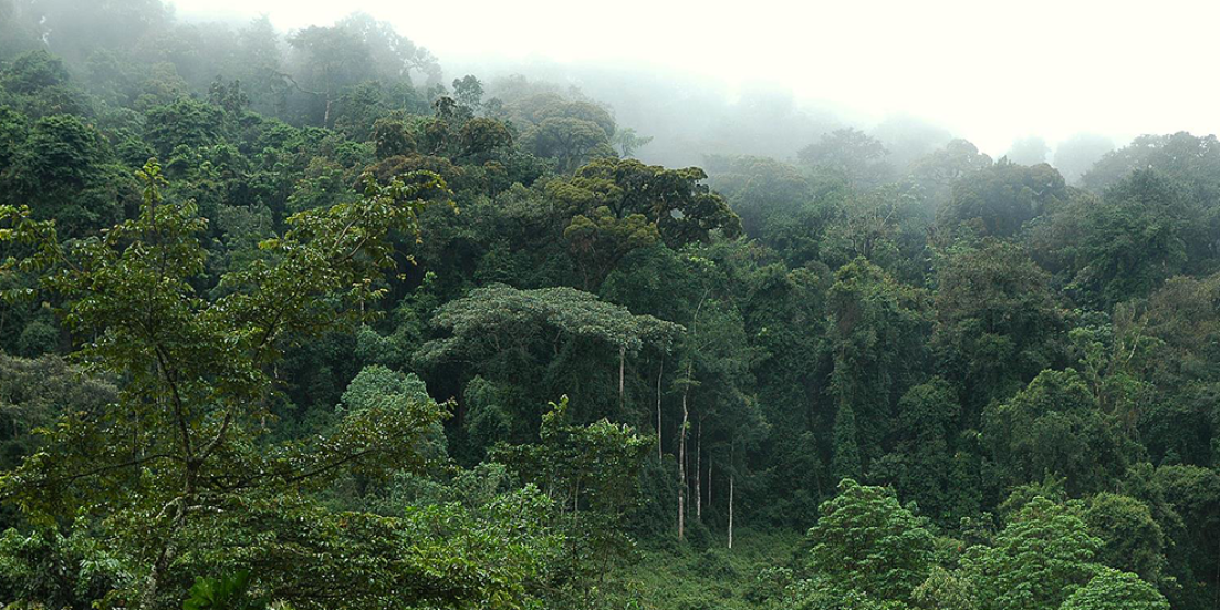 Congo B - 2- Forêt_Pfbc