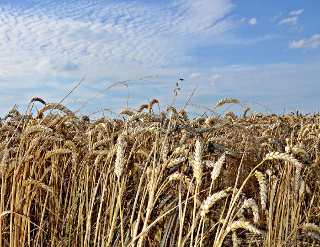 Wheat