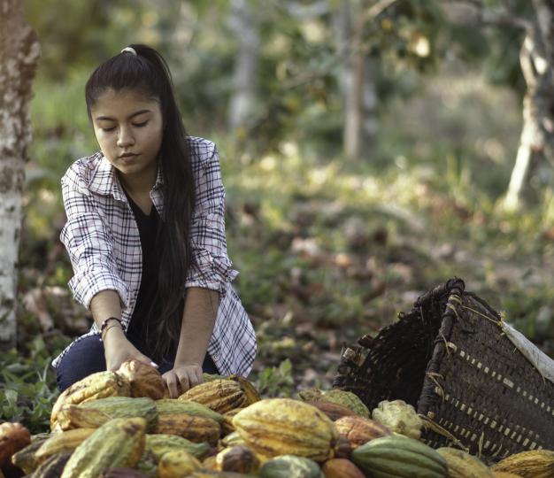 WOMAN FARMING COCOA 