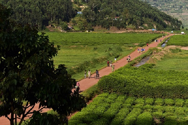EU pays €10 million for rural roads in Rwanda | EEAS