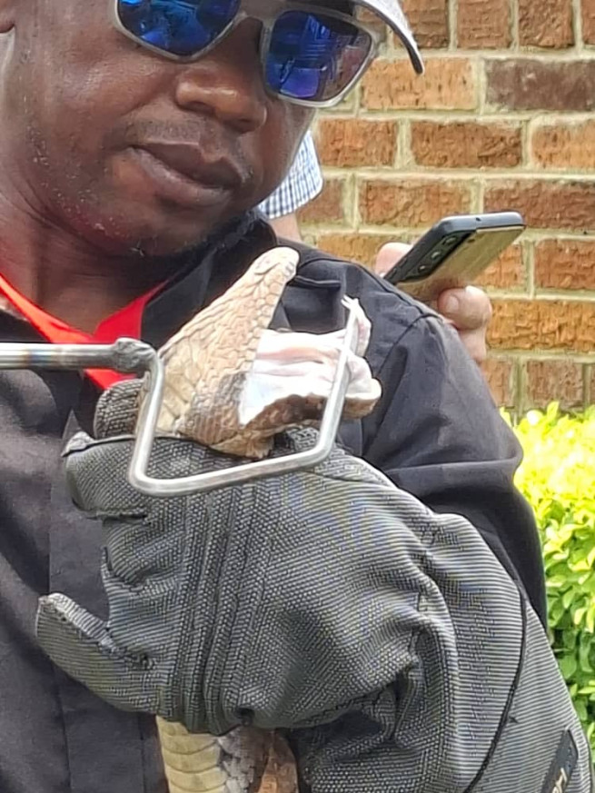 Examining fangs of Gaboon viper