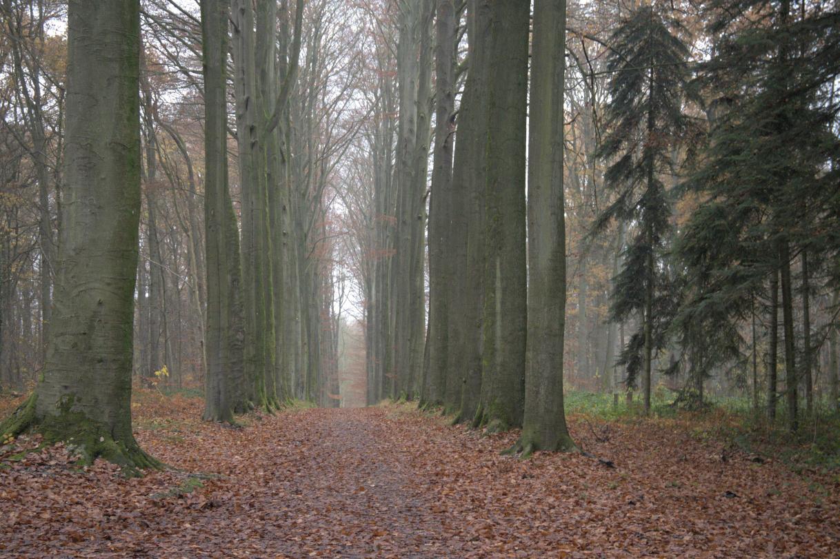 Tree planting #ForOurPlanet Belgium_Tervuren