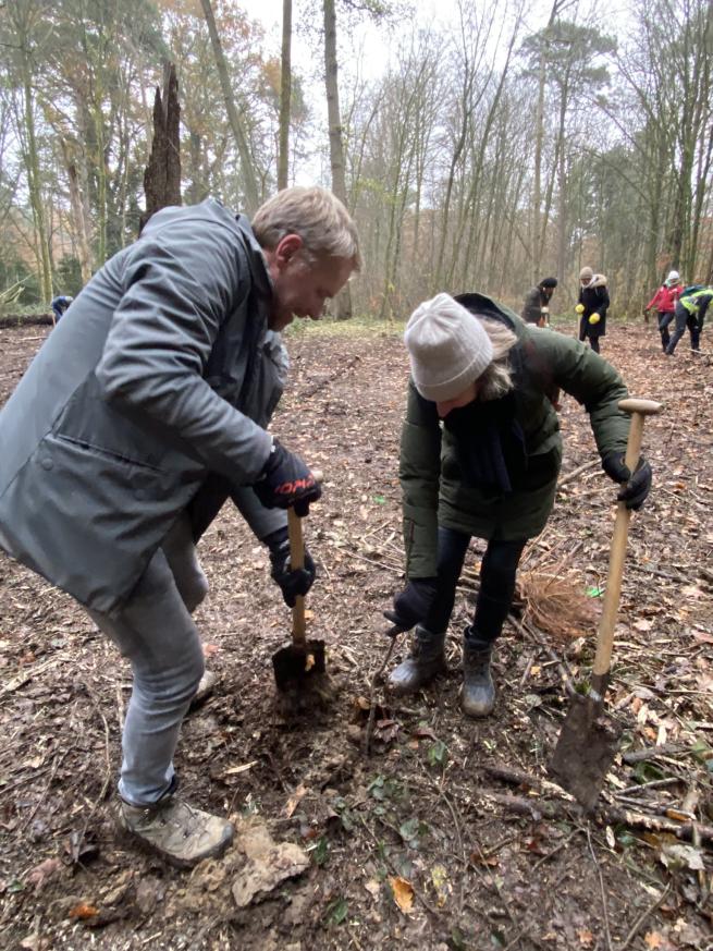 Tree planting in Belgium