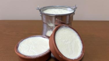 yoghurt
