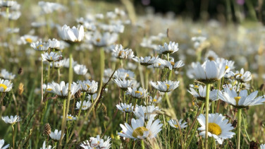 White flowers in the field