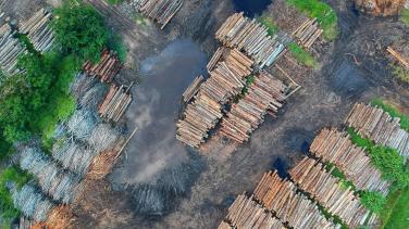 illegal deforestation, picture shows illegally cut trees