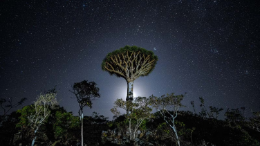 Trees in a forest