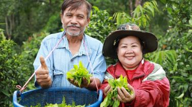 Two tea farmers showing tea leaves