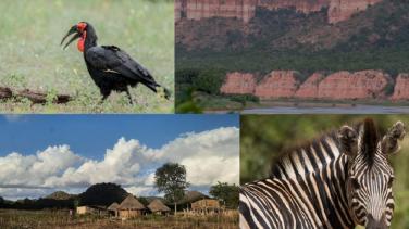Zimbabwe Biodiversity Campaign