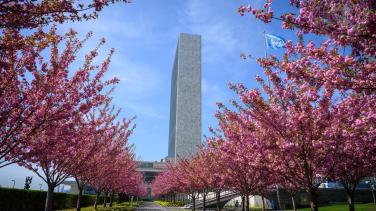 Cherry Blossoms at UN Headquarters 