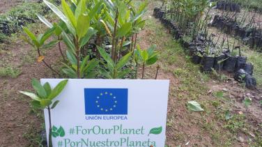 For Our Planet Honduras - Mangle Reforestation