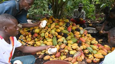 Plantation cacao