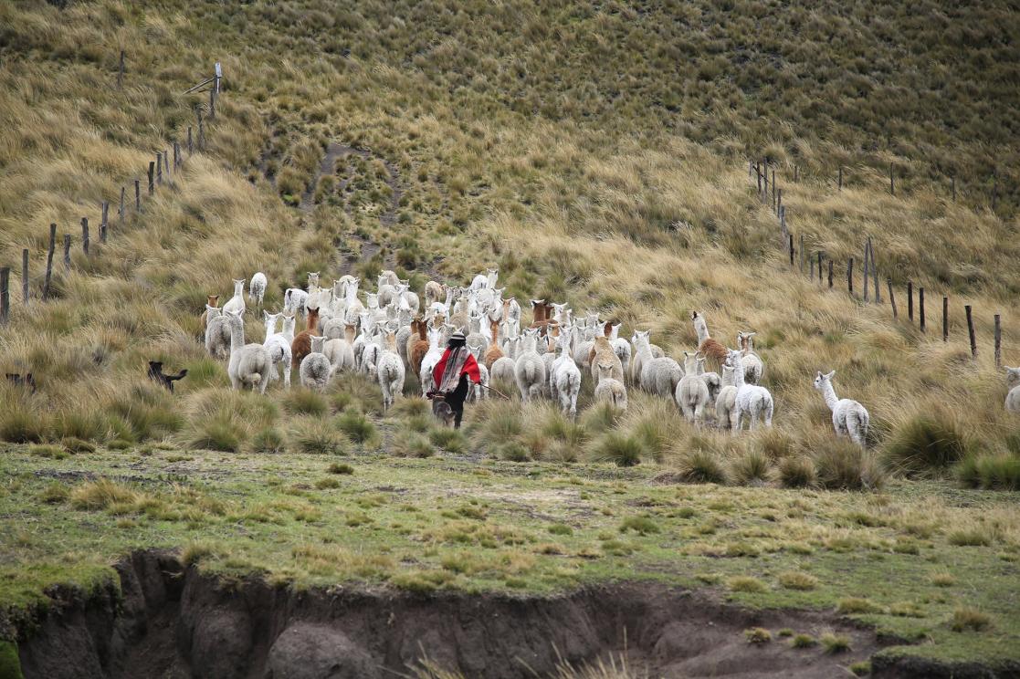 Group of alpacas