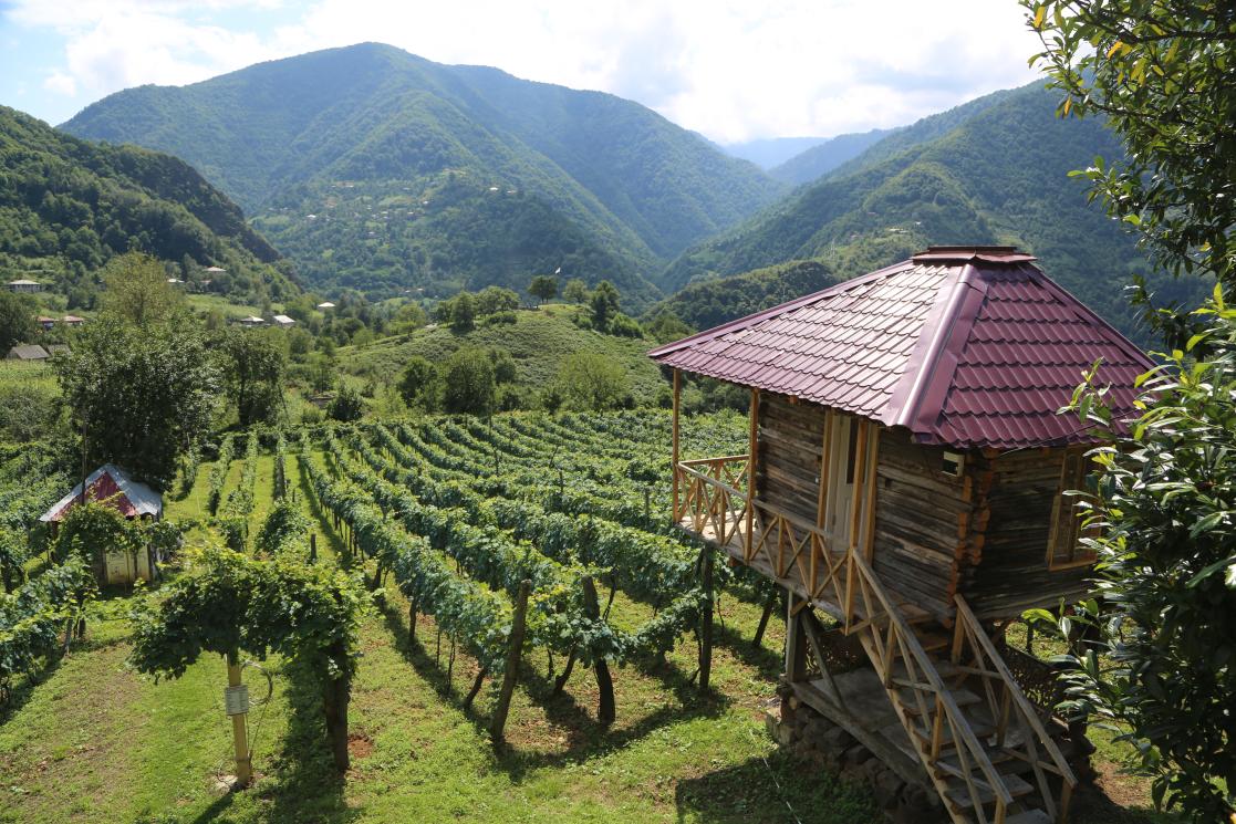 Wooden houses in a vineyard