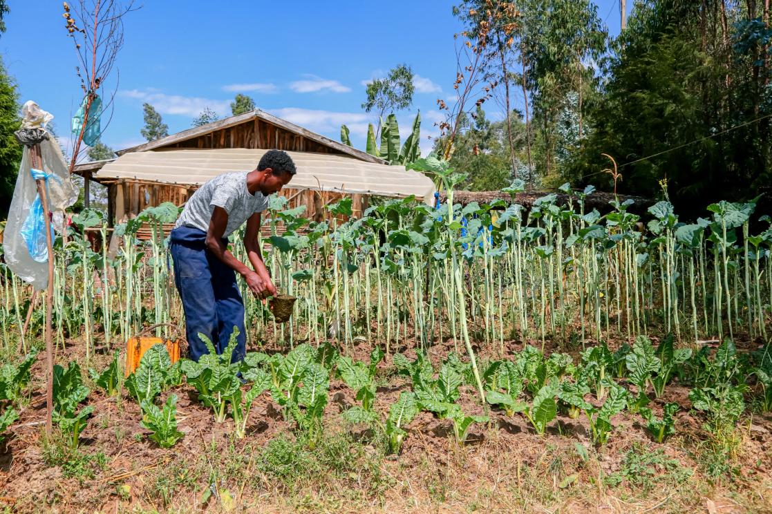 Use of organic fertiliser generated by the biodigester in Ethiopia