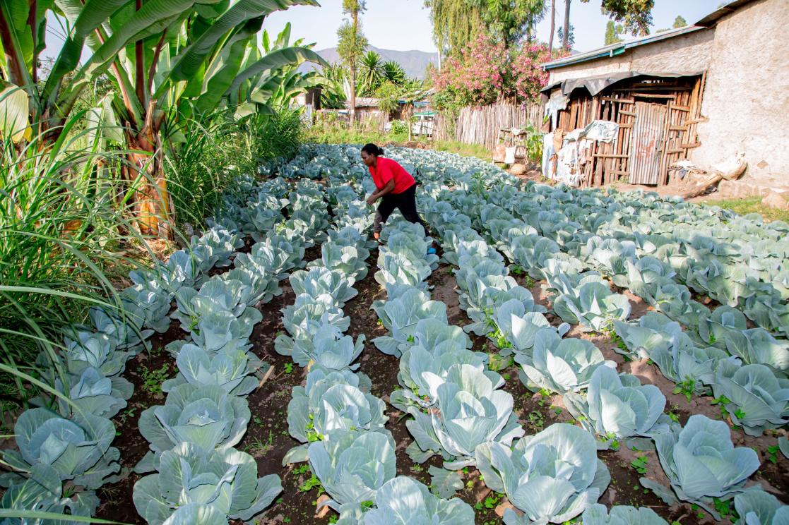 Use of organic fertiliser generated by the biodigester in Ethiopia