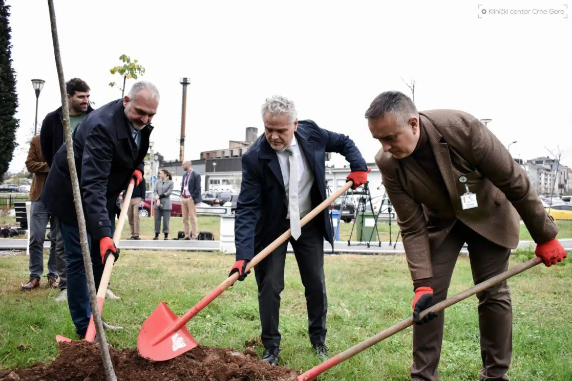 A linden tree planted in the grounds of the Clinical Centre