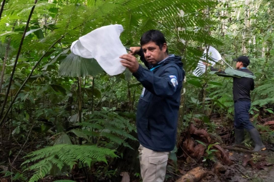 Lucha contra la fiebre amarilla en América Latina