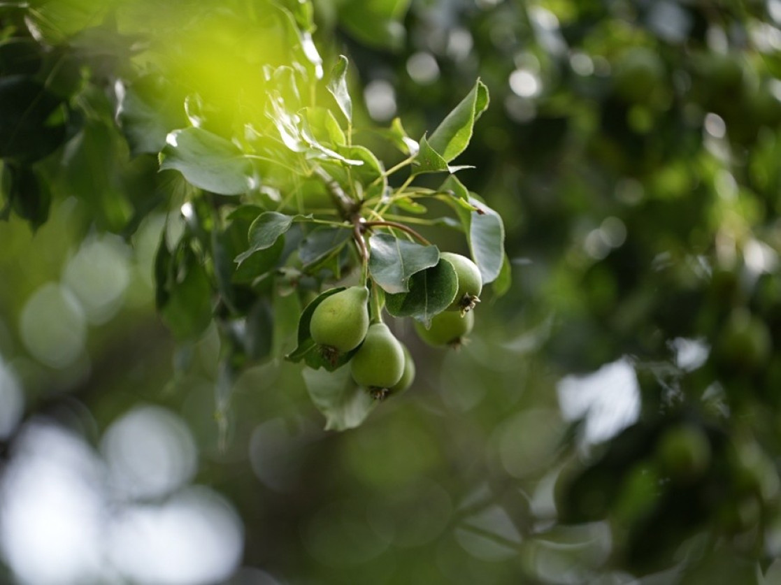 Critically Endangered wild Tajik pear in the Dashtijum Nature Reserve, Tajikistan 