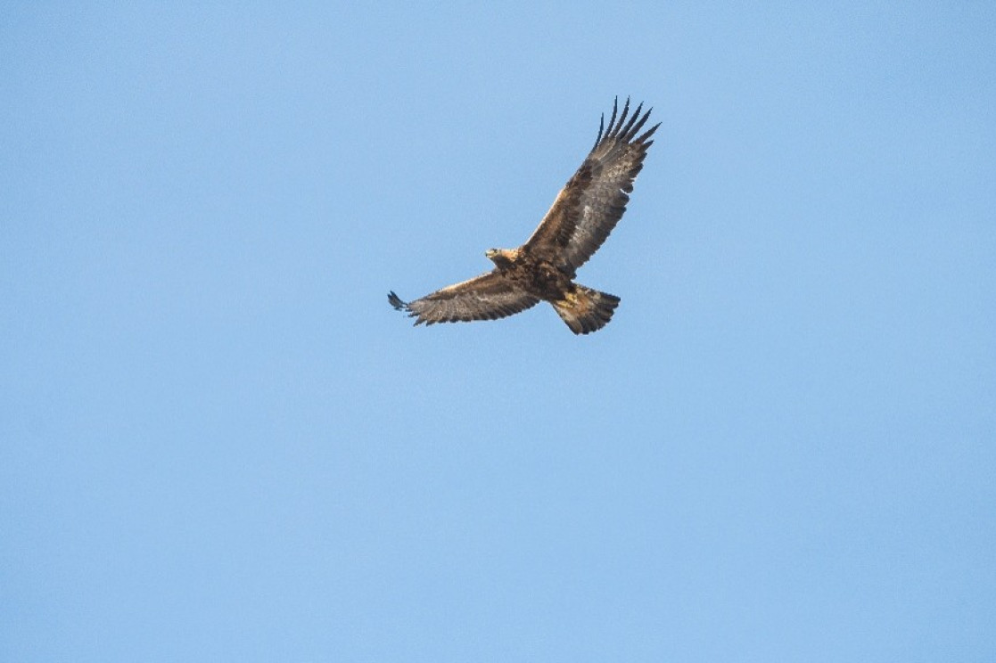 A steppe eagle soaring across the grasslands in Kazakhstan 