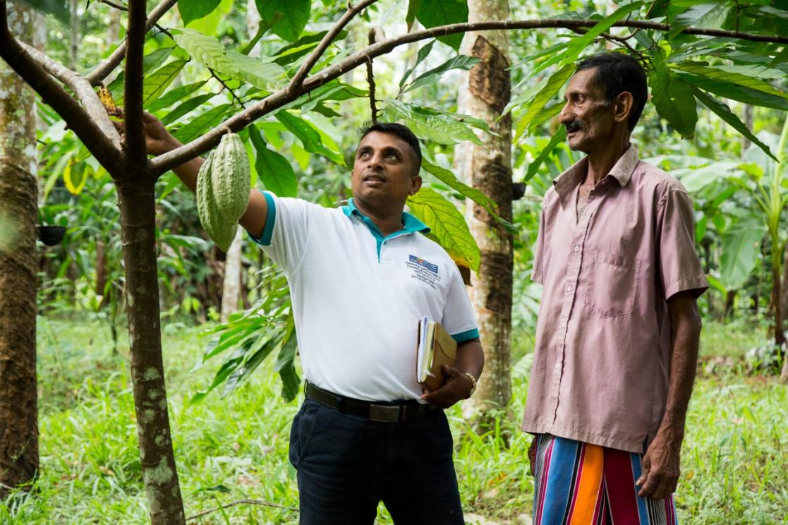 Men picking fruit