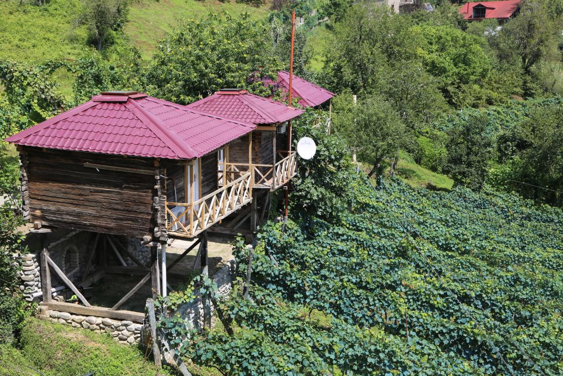 Wooden houses in a vineyard