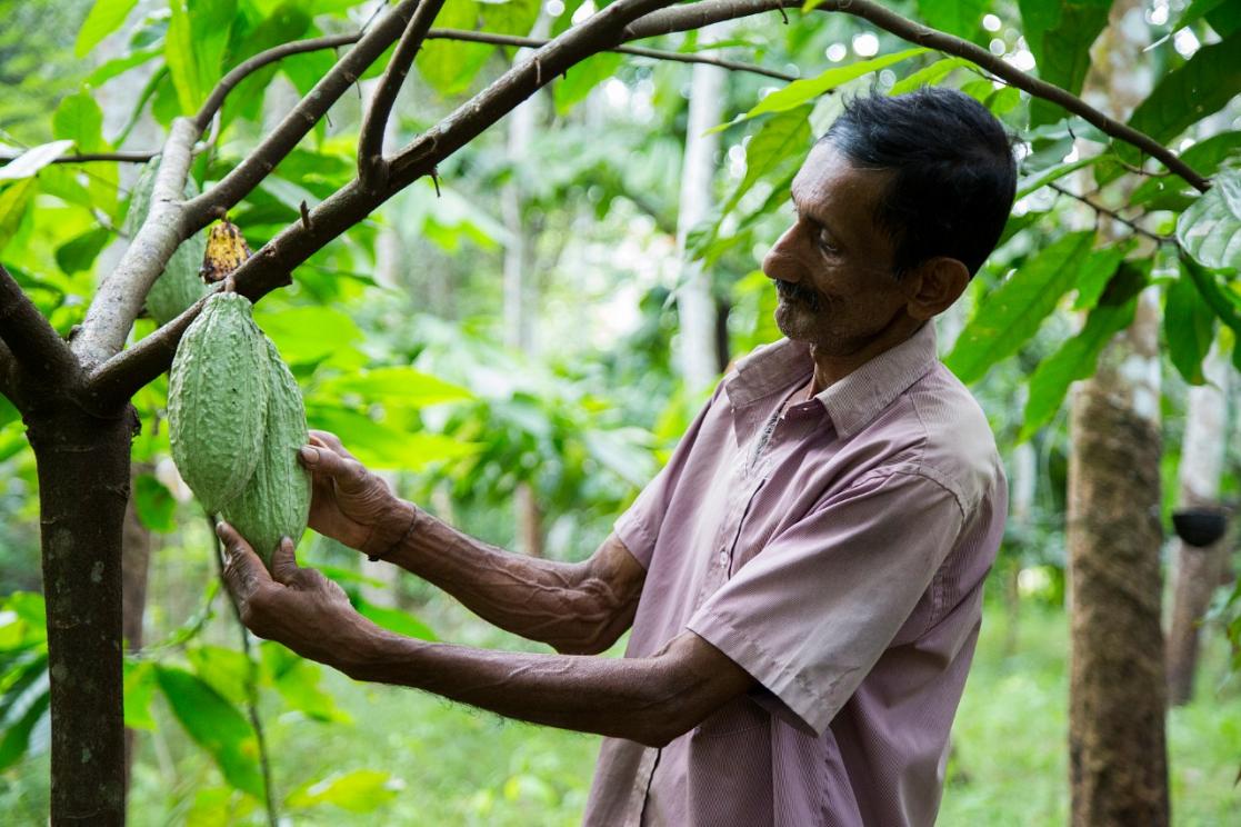Man picking fruit