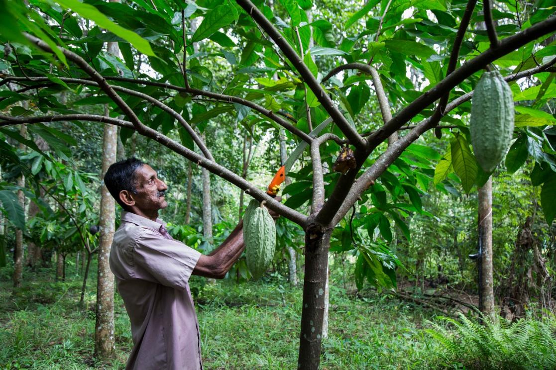Man picking fruit