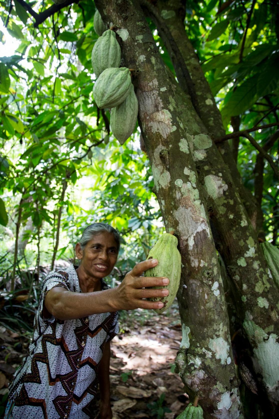 Woman picking fruit