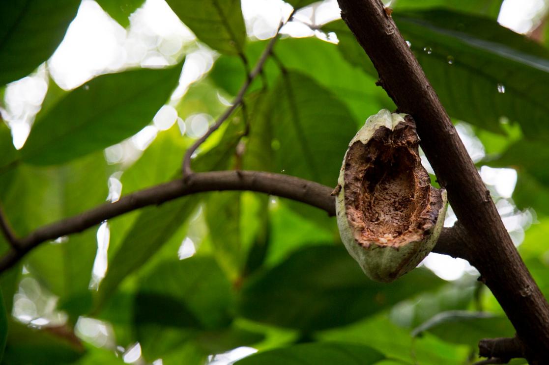 Fruit hanging from a tree