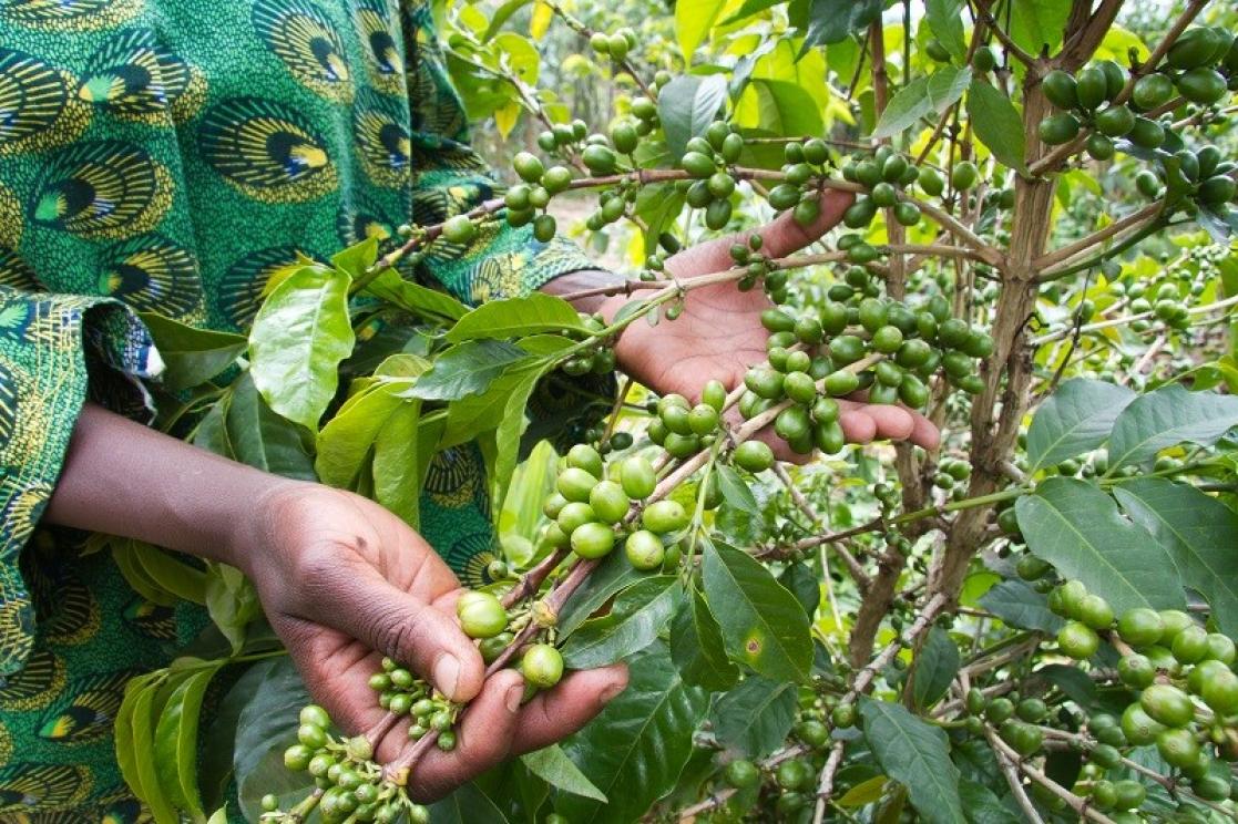 Coffee plant