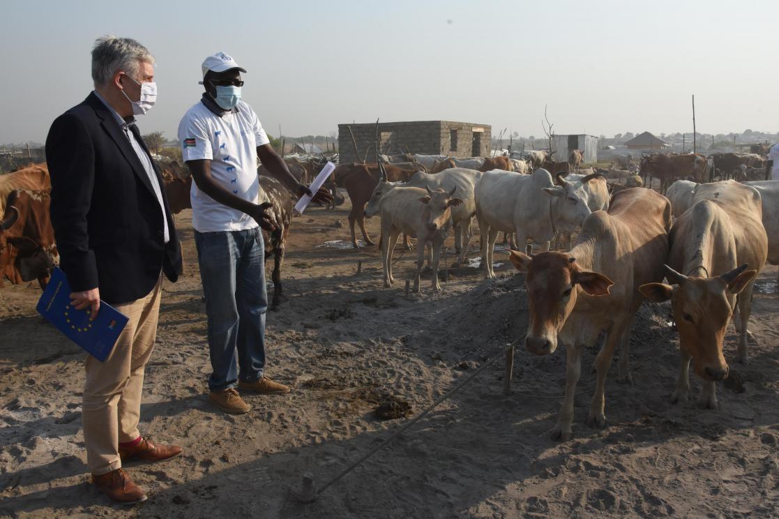 Man showing to another one a group of cows