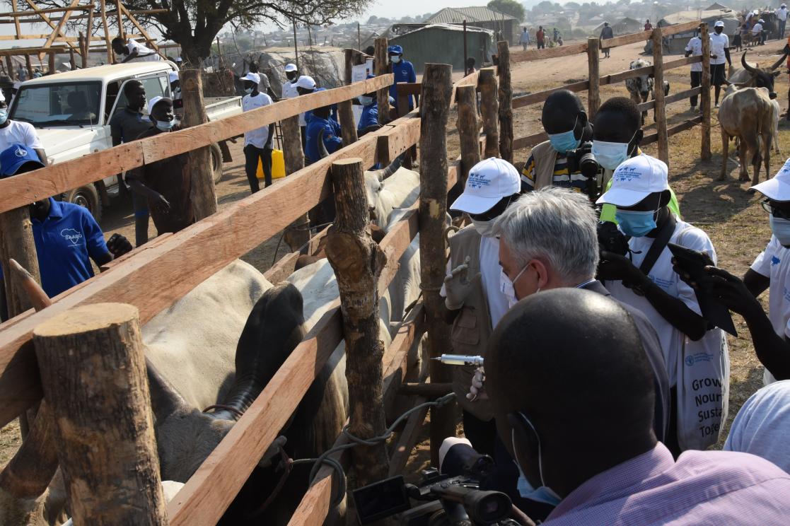 Group of people filming how a man vacunate a cow