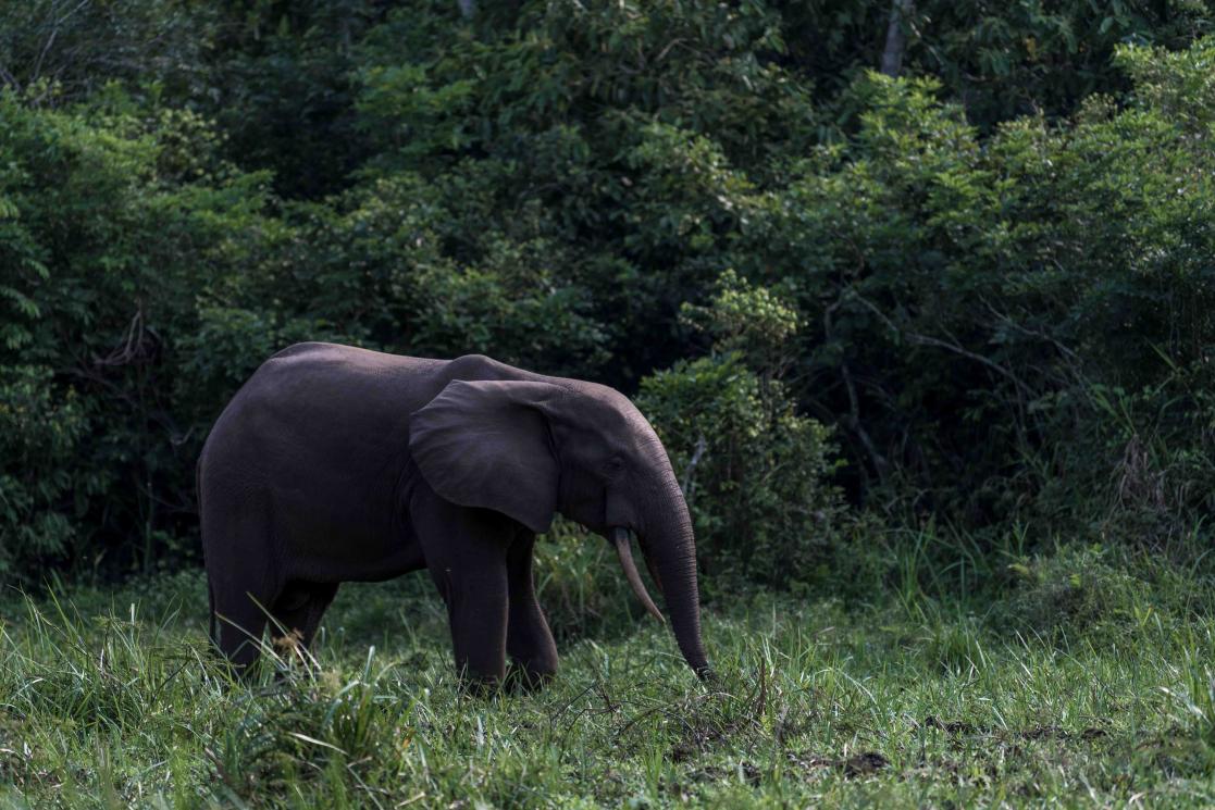 elephant