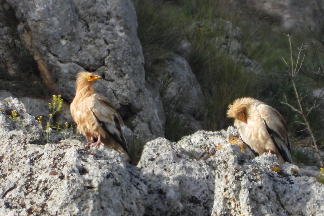 The ‘Cuckoo's Horse’ and efforts to protect this endangered bird species in Albania