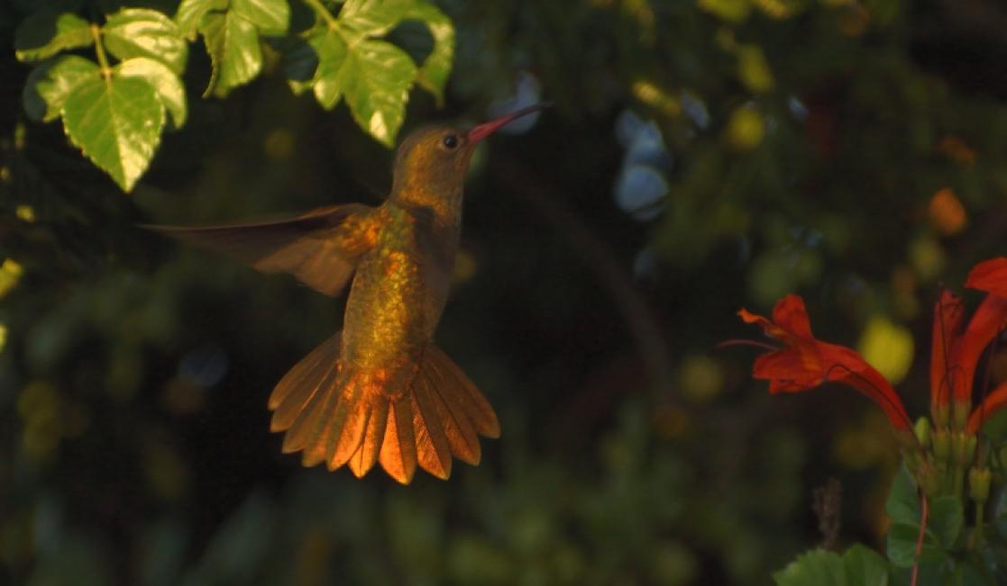 Adriana Laura Dimarco