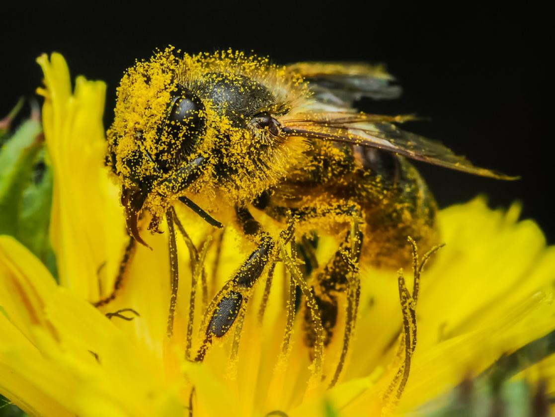 Alex Gottfried Bonder