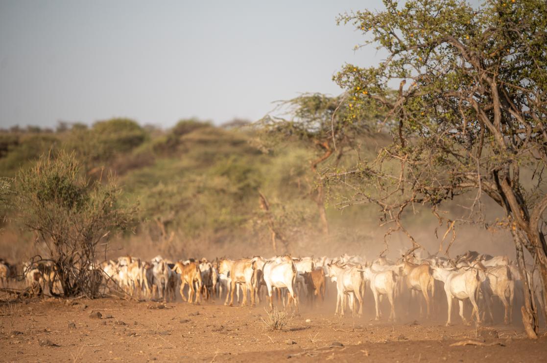 Livestock on a long trek in search of water