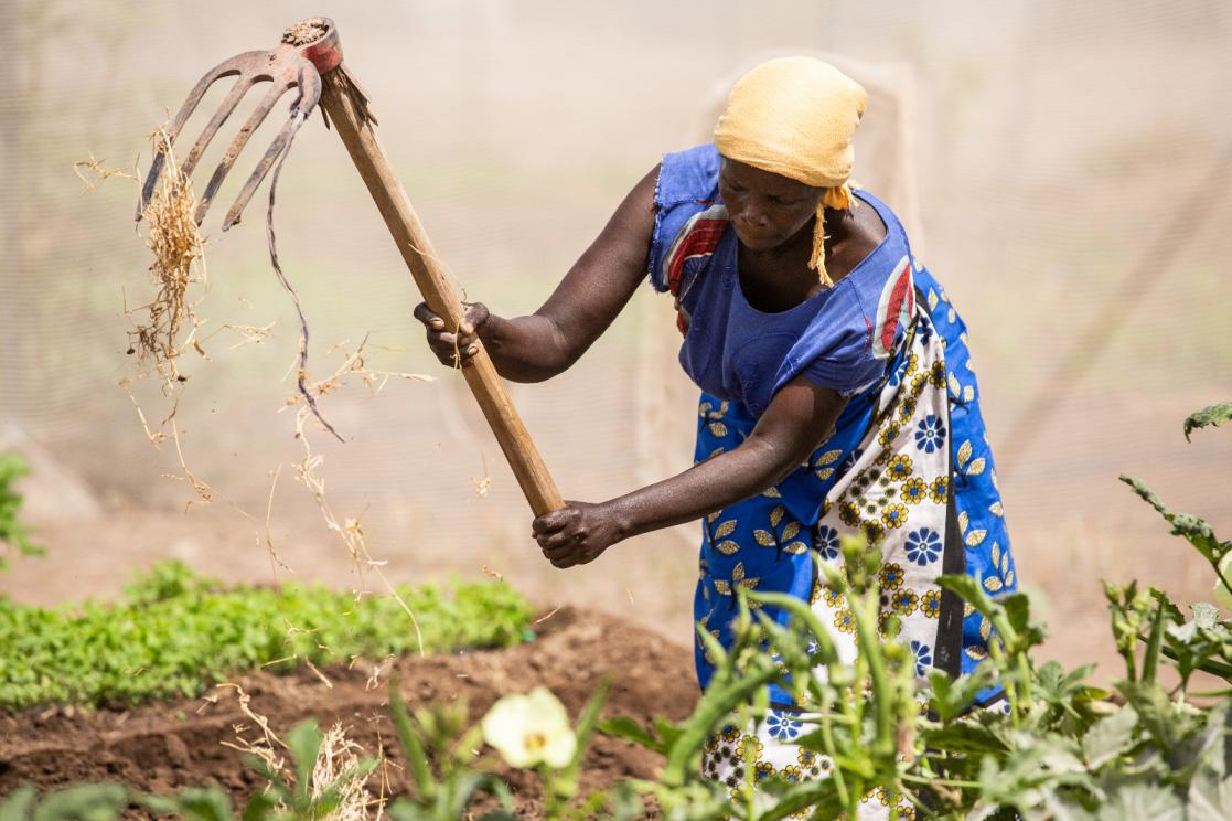 A local resident working on the farm in Kalobeyei refugee settlement