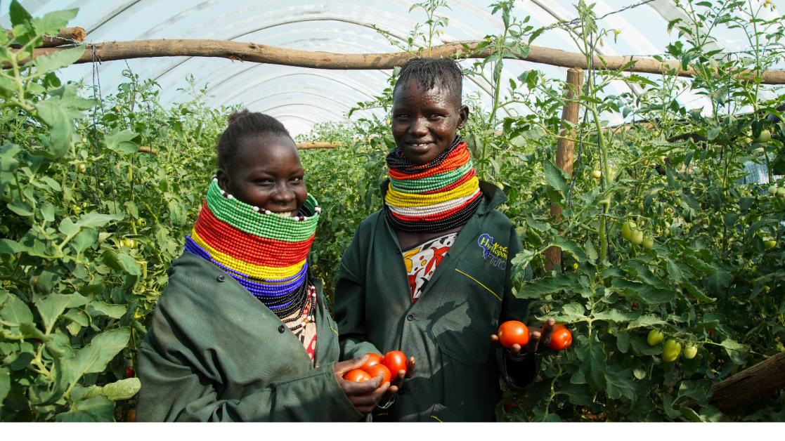 Refugeees and residents growing vegetables in Kakuma and Kalobeyei