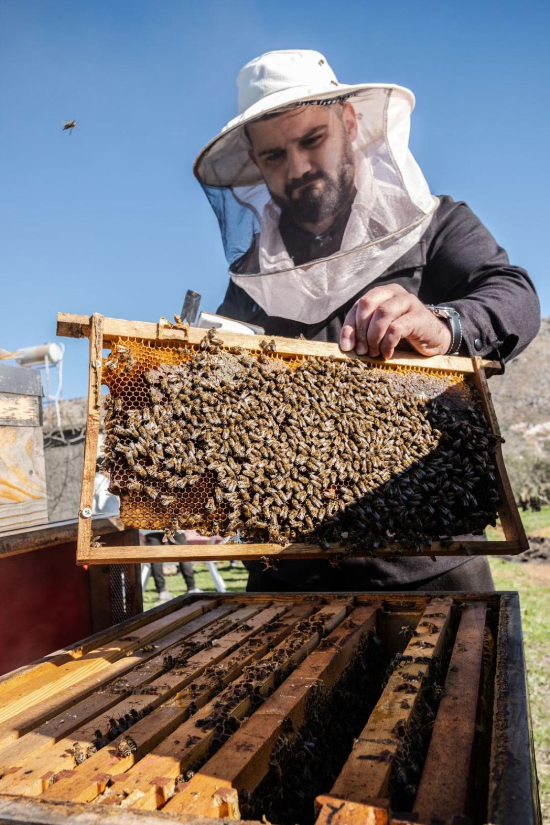 Alpine Bees