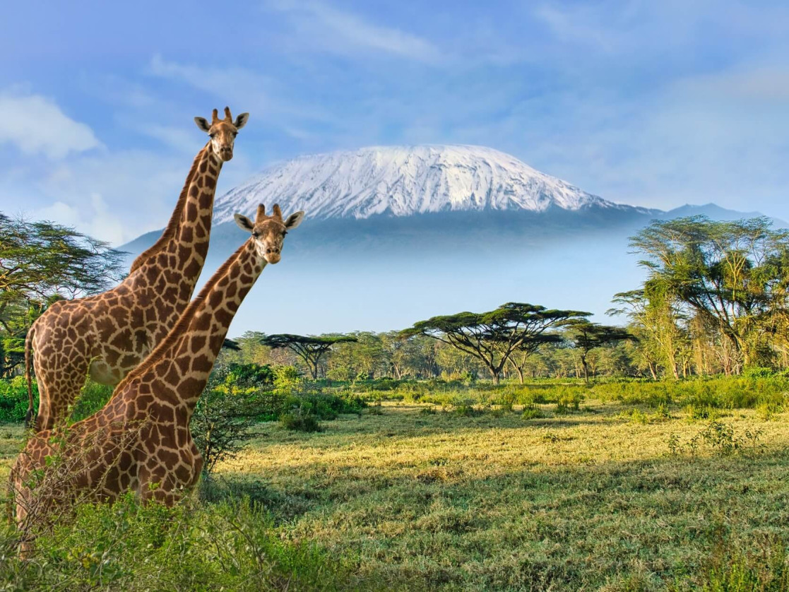 Two giraffes foreground, a tabletop mountain in the background.