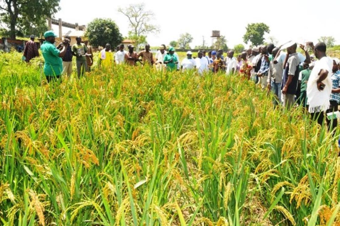 Approach to Climate Change in Rice Production Systems in Nigeri