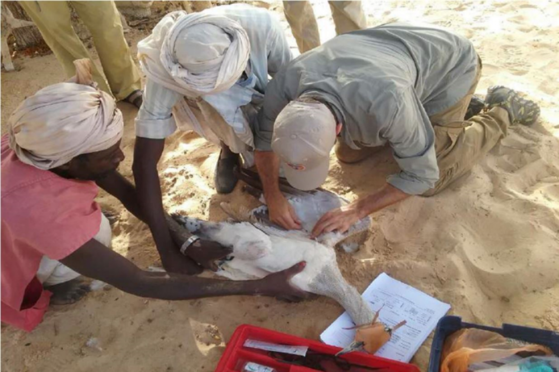 Three people healing a bird on the beach