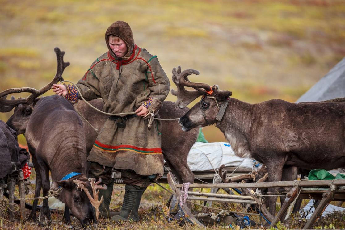 Herder with animals