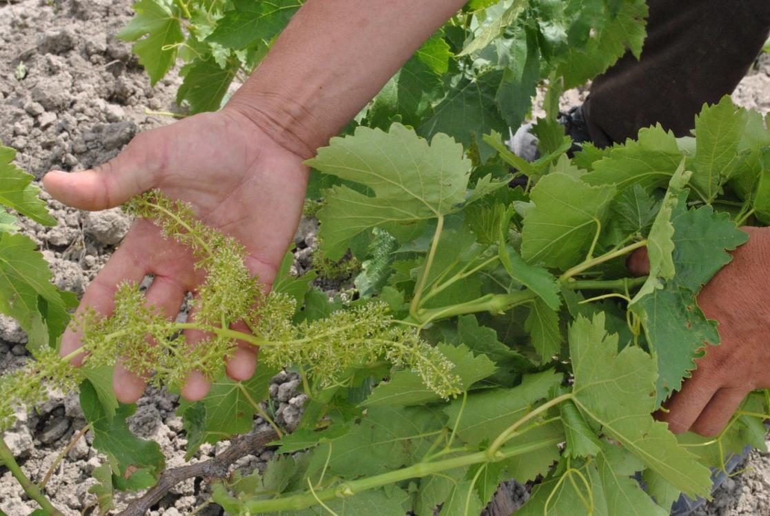 Person touching a plant