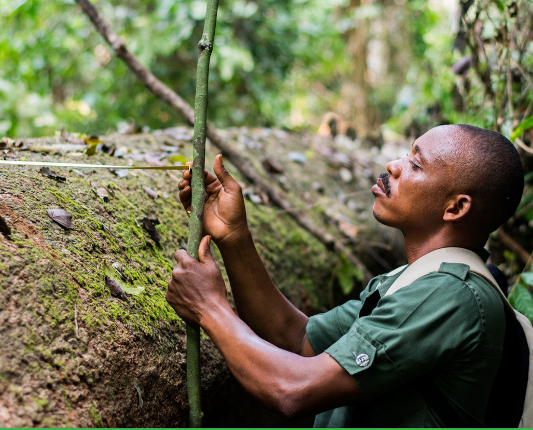Forest Official measuring a tree