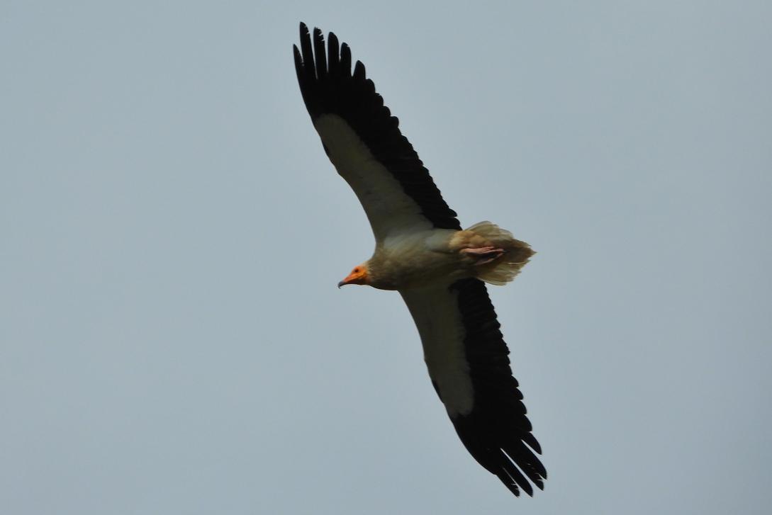 The ‘Cuckoo's Horse’ and efforts to protect this endangered bird species in Albania