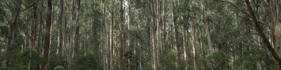 Australian forest eucalyptus