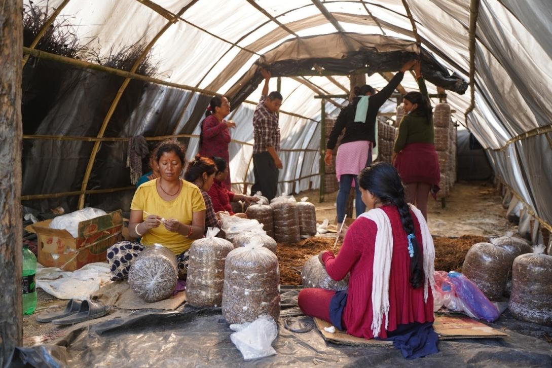Janaekata Community Forest Users Group (CFUG) economically deprived members diversifying their source of income through mushroom farming.